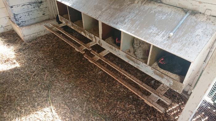 Chicks in their nesting boxes