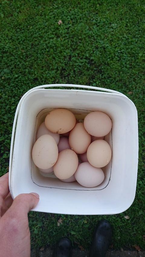 Eggs collected