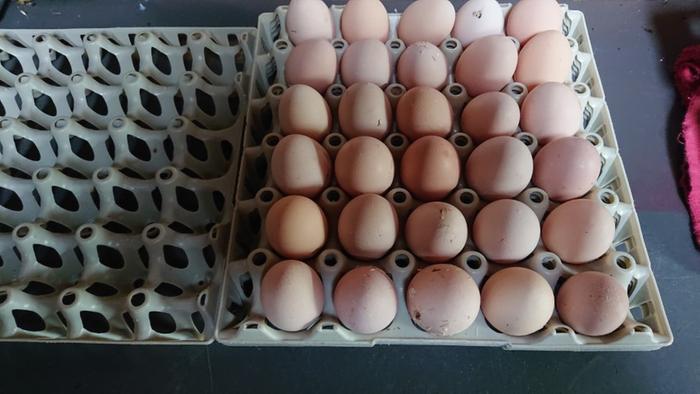 Eggs placed in storage trays