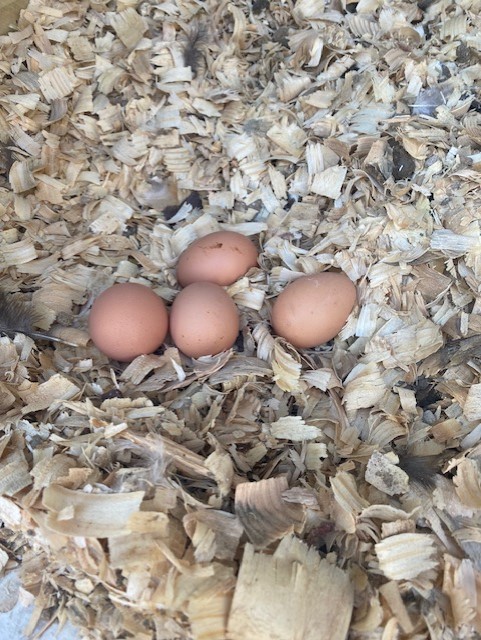 Eggs in a nest.