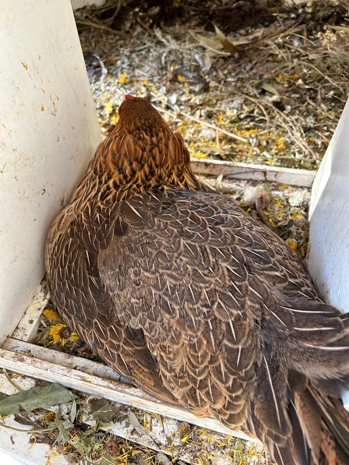 I have 4 hens, they are all currently laying and we get about 3 eggs a day.