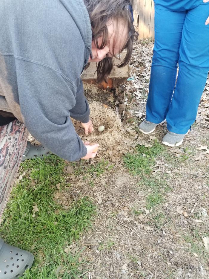 their favorite nesting box