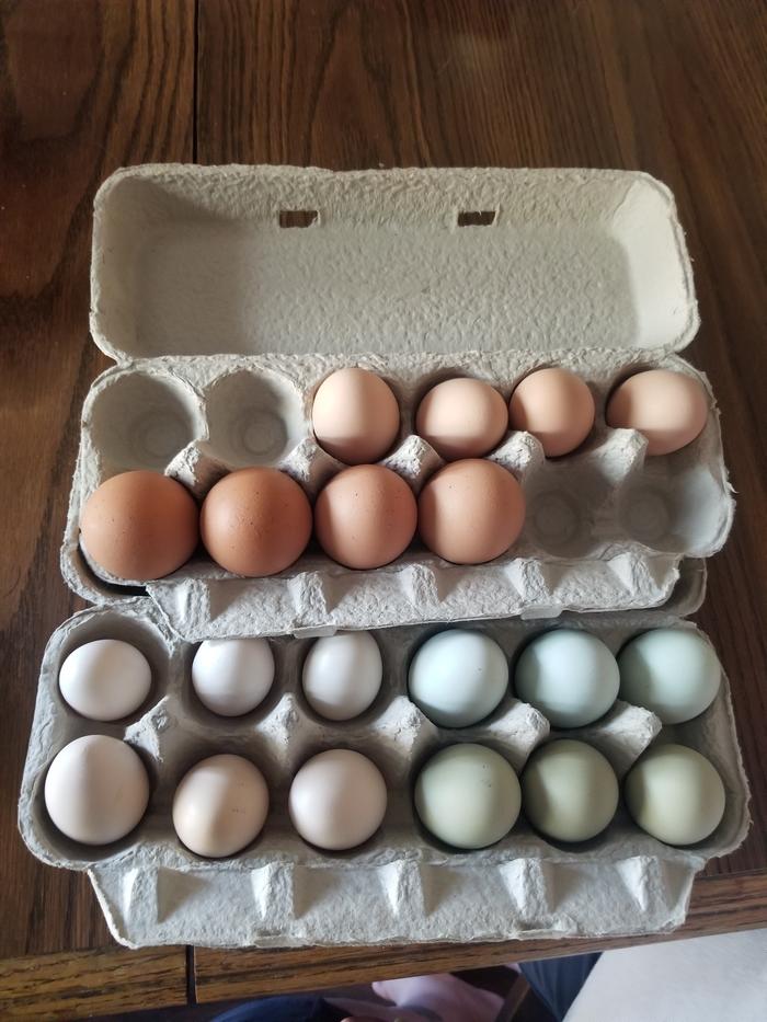 20 eggs