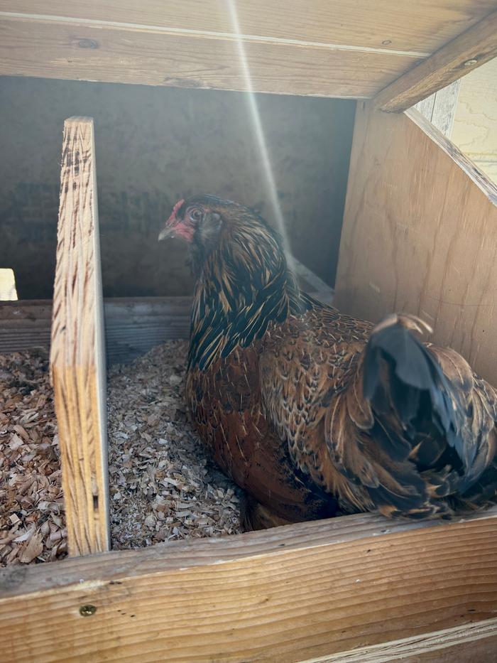 Hen in the box