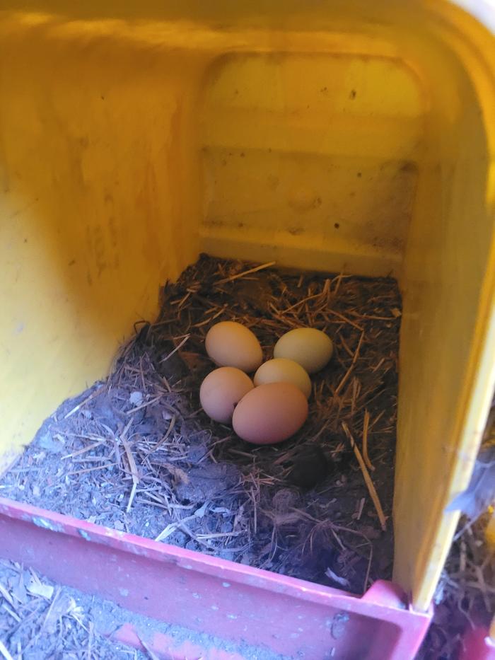 One of three repurposed cat litter buckets we made into nests. The hens prefer this to our wood nesting boxes