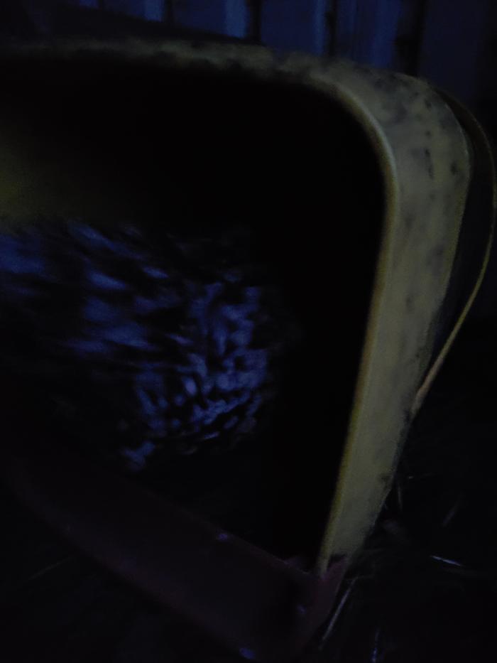 A picture of my hen in the nesting box, but it's dark.