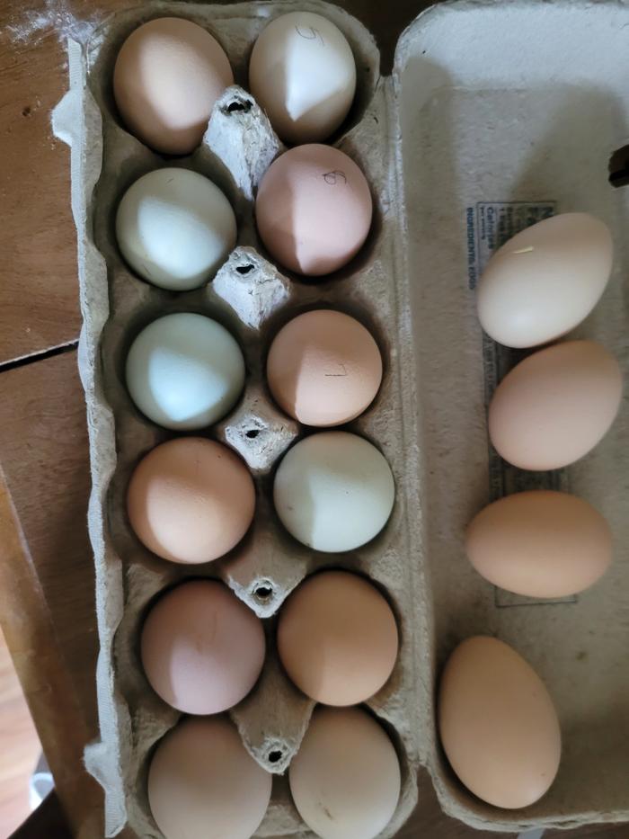 My (more than) dozen eggs