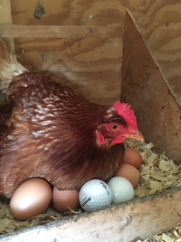 The hen in the nesting box (the golf balls are to entice them to lay there)