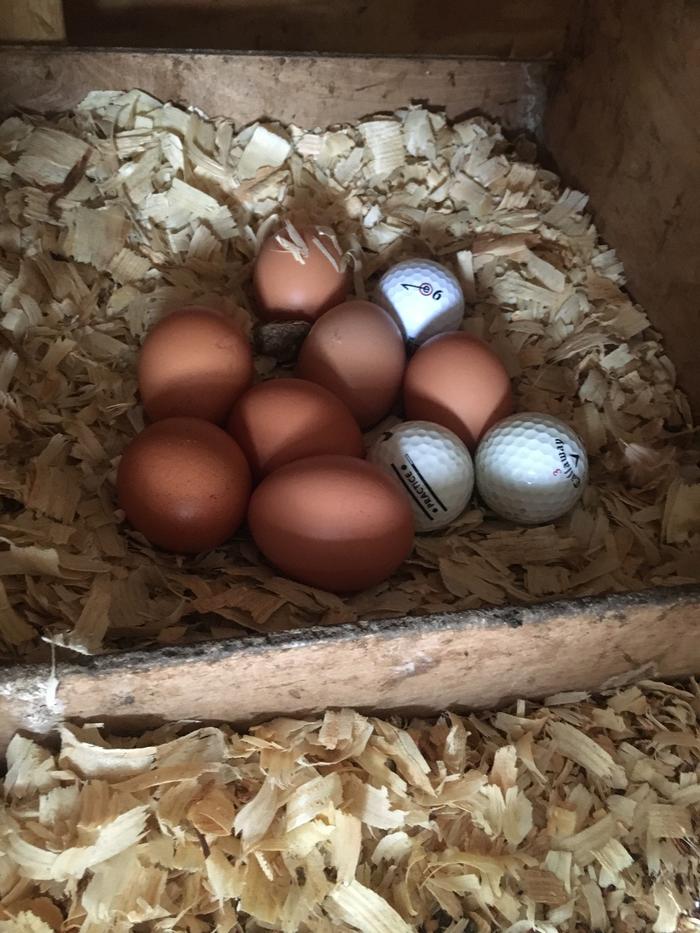 7 of the eggs