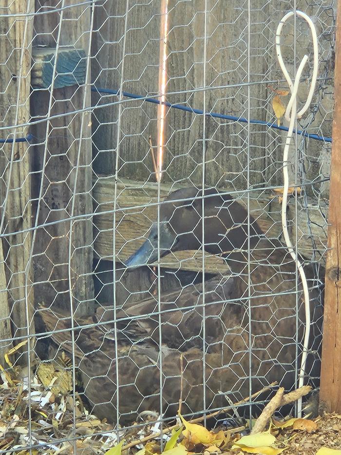 My mama duck, khaki Campbell, in her outside nesting box. (She has 2, one in her pen, one out. Sometimes she lays her egg much later in the day, after she has been let out, so she has two 