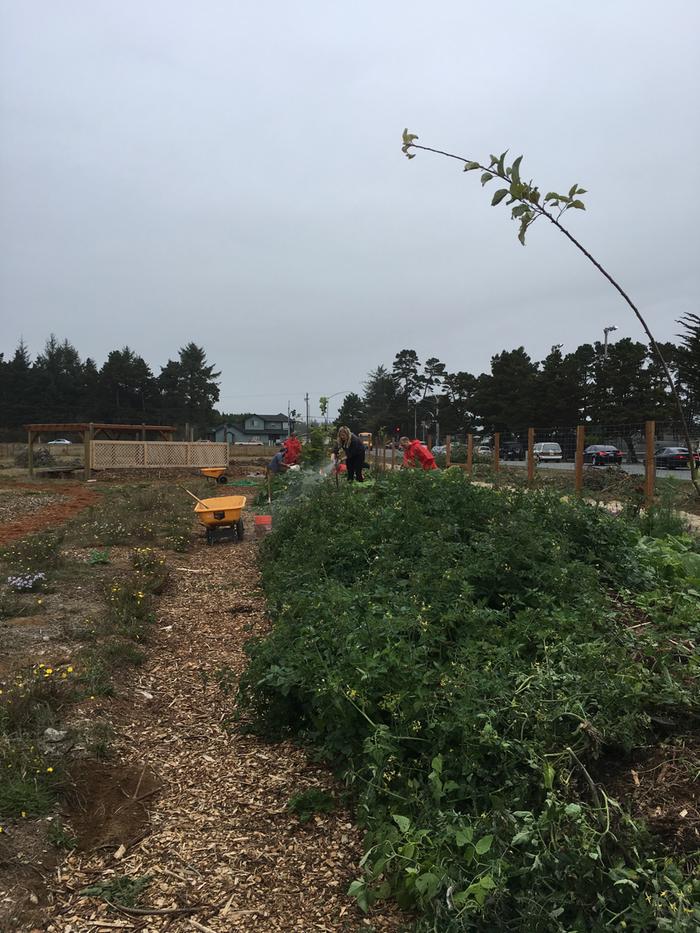 Crescent City Food Forest