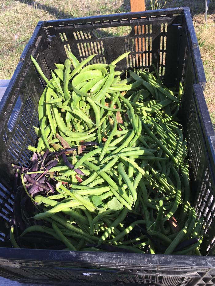 green bean harvest Crescent City Food Forest