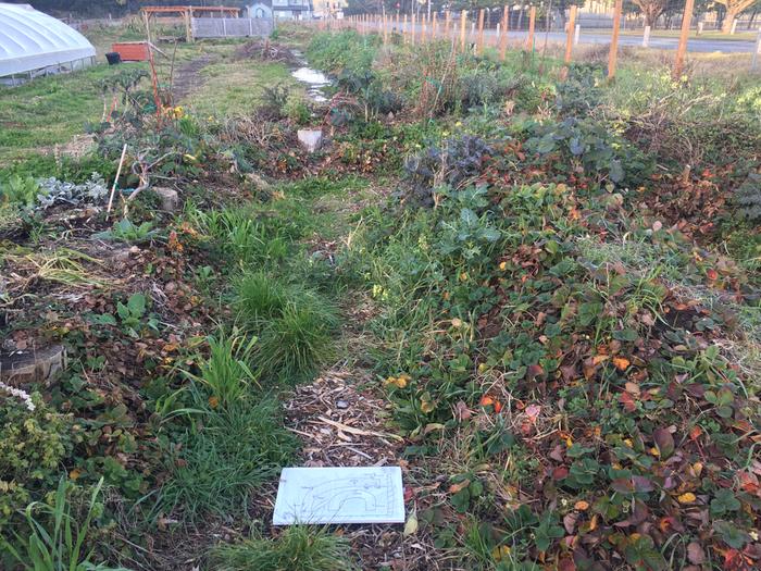 strawberry hugelbed wetland Crescent City Food Forest