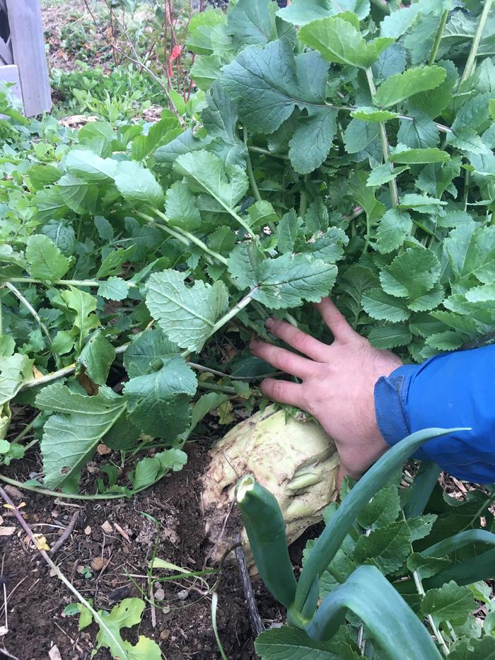 root harvest Food Forest