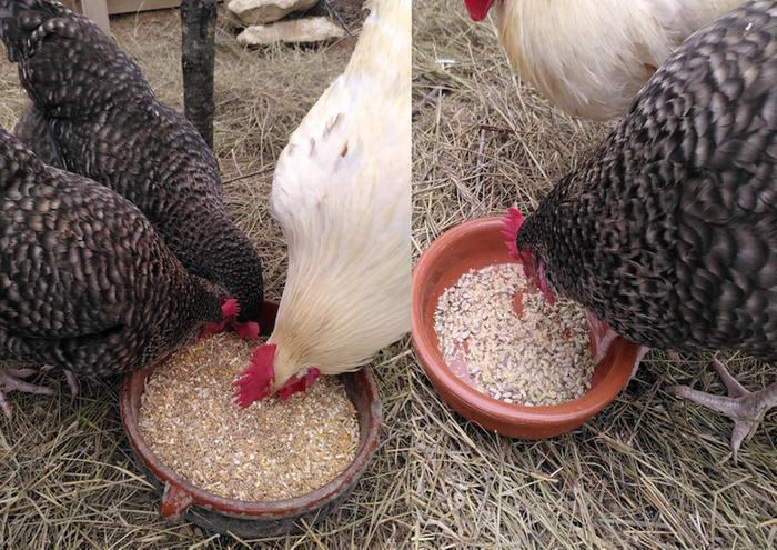 Food bowls clean and filled.