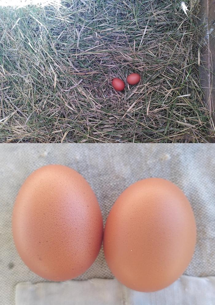 The day after I added the extra bedding, I found two beautiful strongshelled eggs. Thank you, chickenses!