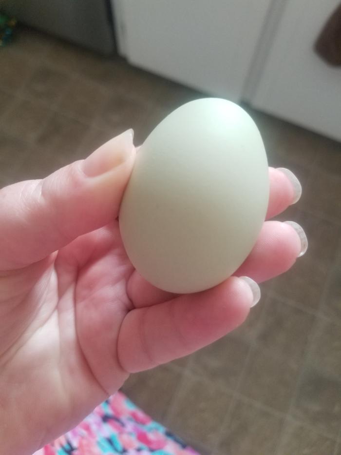 healthy egg!