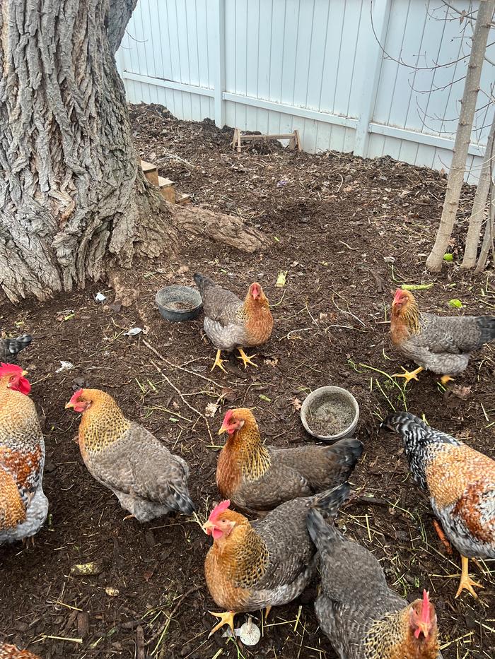 Feed pans before, with mulch in them