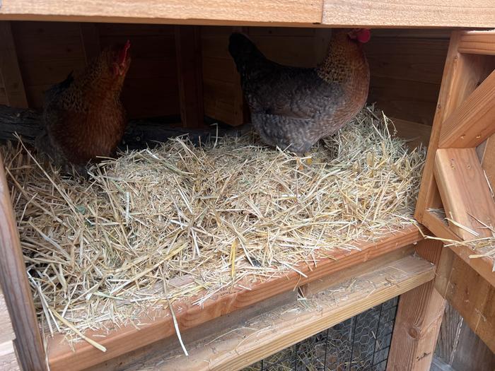 Nesting box after even more straw