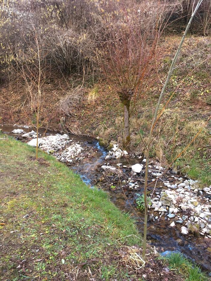 Two willow cuttings planted to fortify the banks of the creek. On the other side of the creek you can see one of the older willows where the cuttings came from.