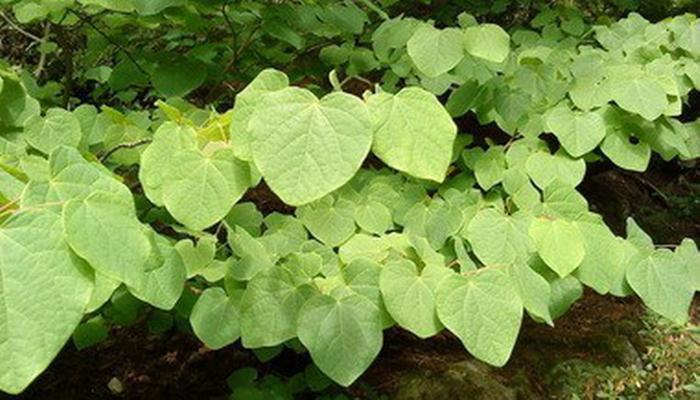 Redbud hazel