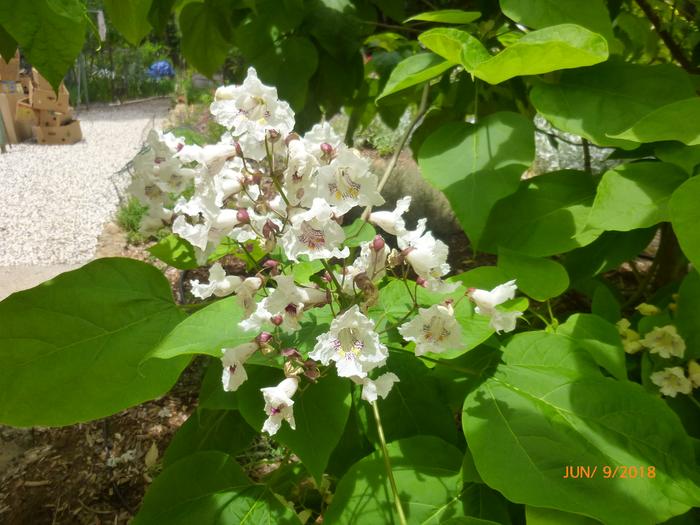 Catalpa blooming