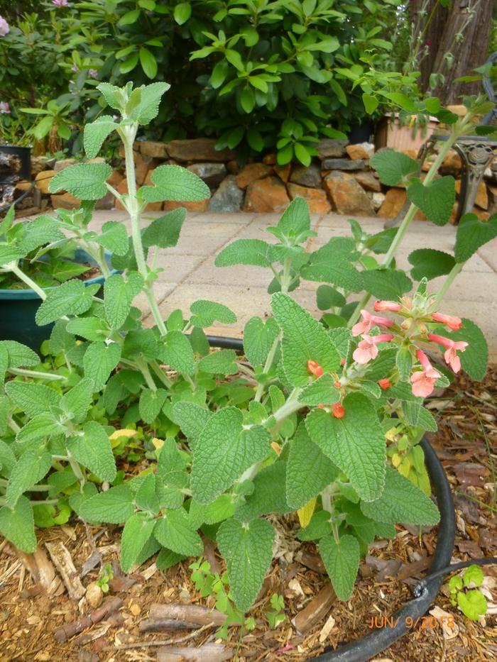 coral lipstick flowers - ?botanical name