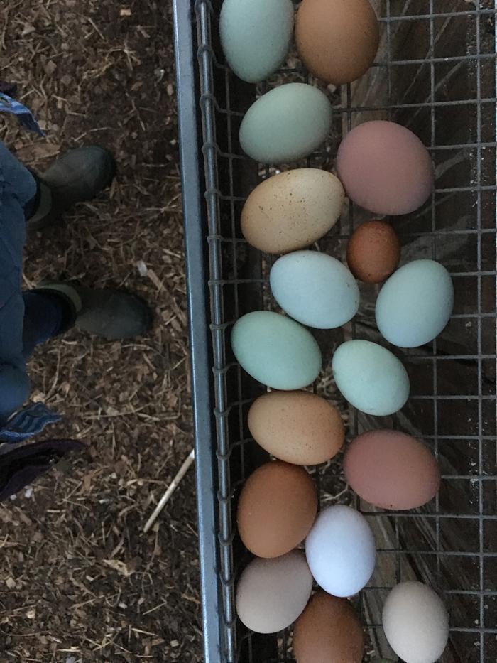 Roll out “bestnest” nesting box- eggs roll to coop exterior for collection