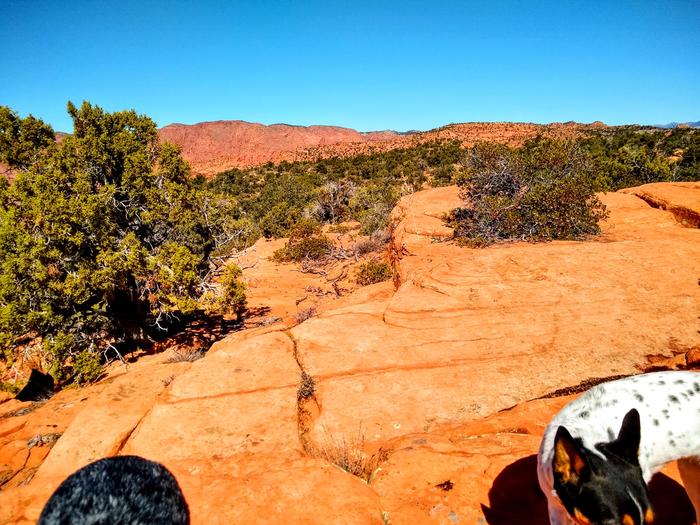 Red Mountain Wilderness area, and half of my dogs.