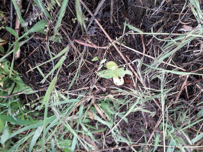 a cotyledon I hope is a sunflower