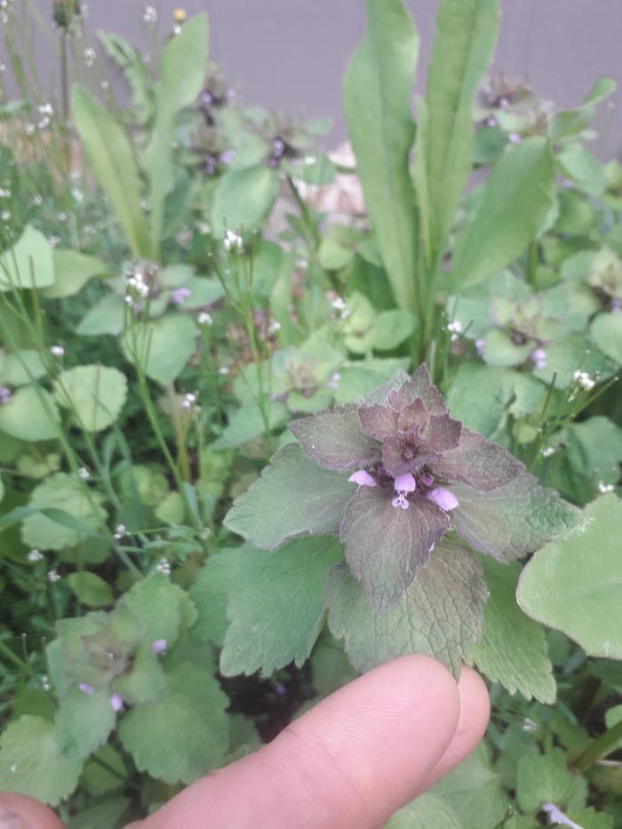 this is Dead Nettle which does feed me (dead because it lacks the stinging part)...nice flowers!