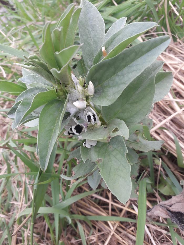 some flowers spotted while chopping and dropping -fava bean