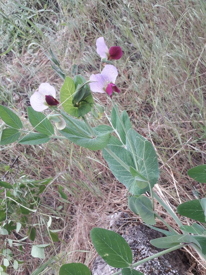 pea plant flowers!