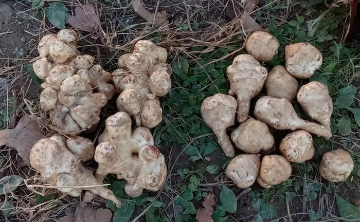 Sunchokes from fertile vs poor soil