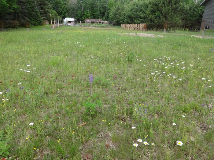 Lupine came from broadcast seeds, remaining flowers came with the property