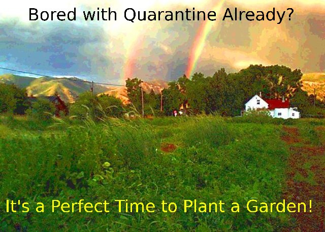 bored with quarantine? Plant a garden