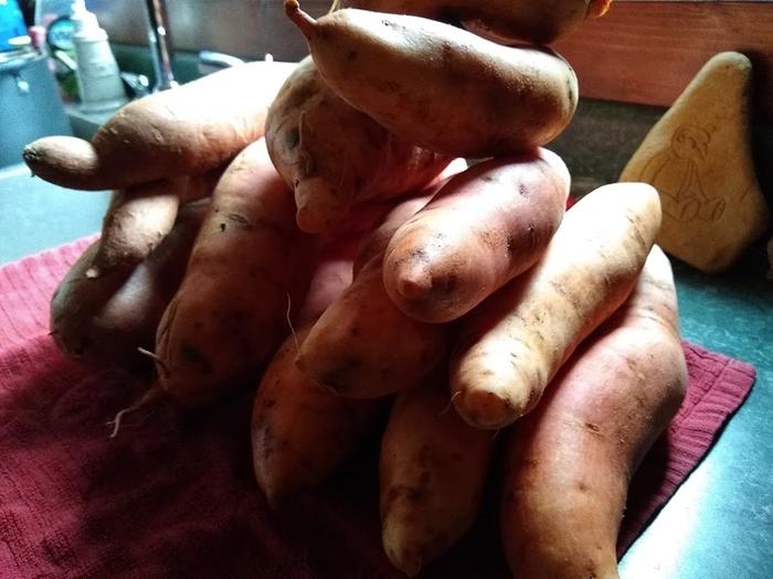 Sweet potato