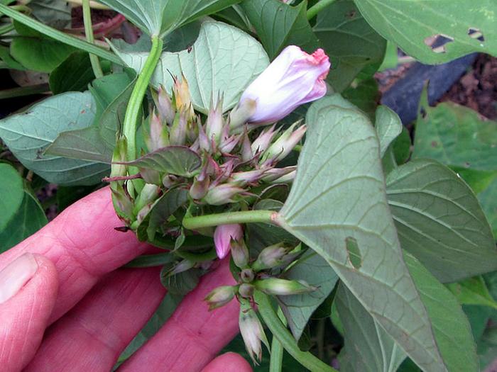 Sweet Potato flower cluster