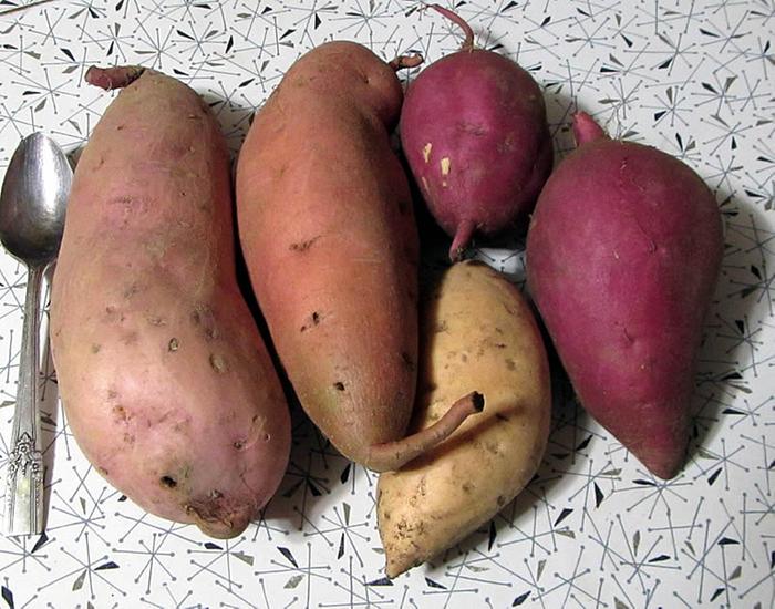 2020 Sweet Potatoes (seed grown but low seed production)