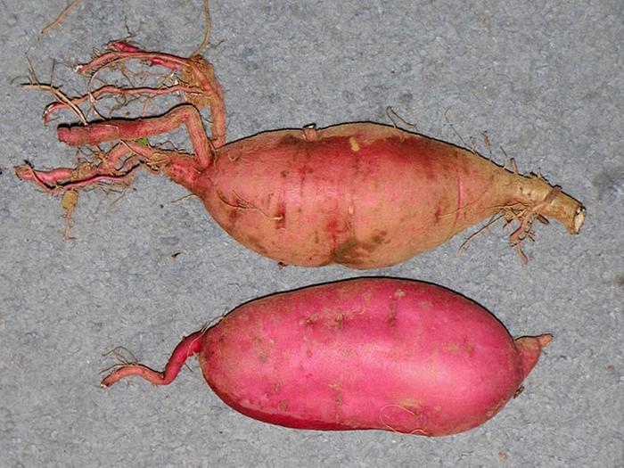 Sweet Potato root type comparison