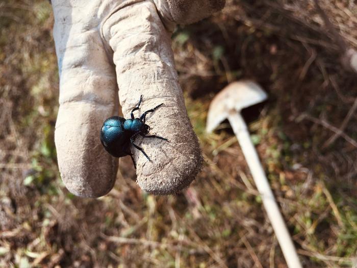 Black with a blue iridescent shine, about the size of half my finger (small hands though)