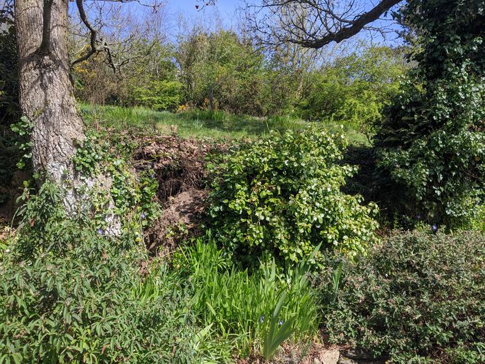 View of the stump, which appears to be hanging out of the bank by its roots