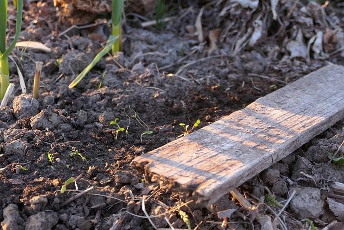 small carrot seedlings appearing and I could remove the plank