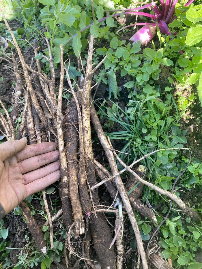 Parsnips with hand for size comparison. Most of them are small to medium sized 