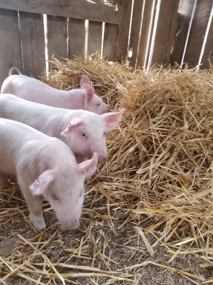 Very young piggys