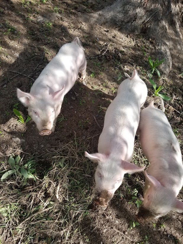 the three stooges happy piggys!