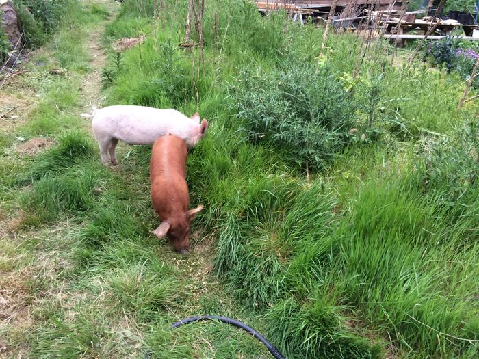 They needed to be inticed to move to the new pen with some fermented grain