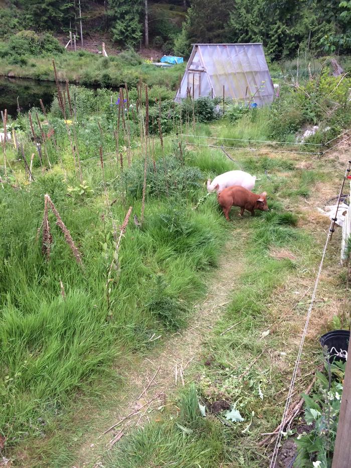 Happy pigs