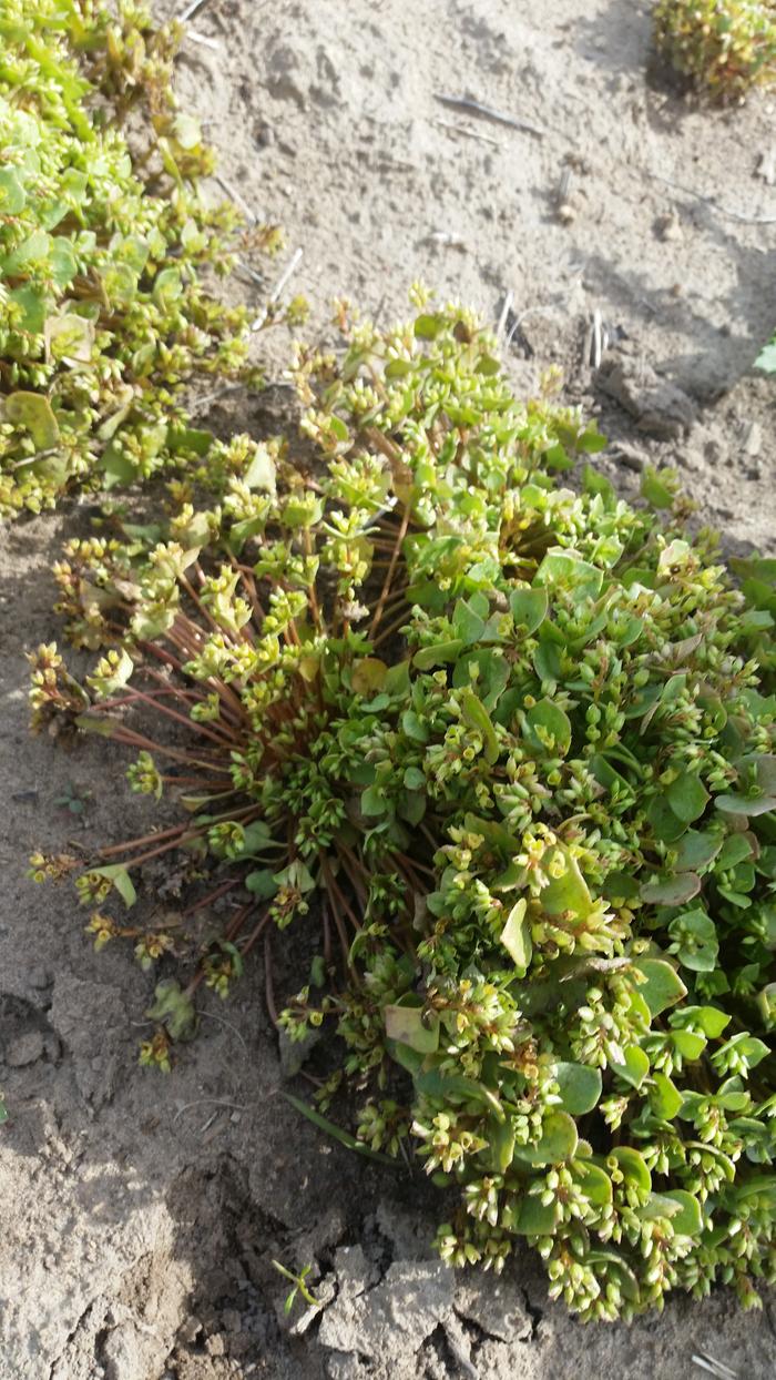 Miners lettuce seeds need collected