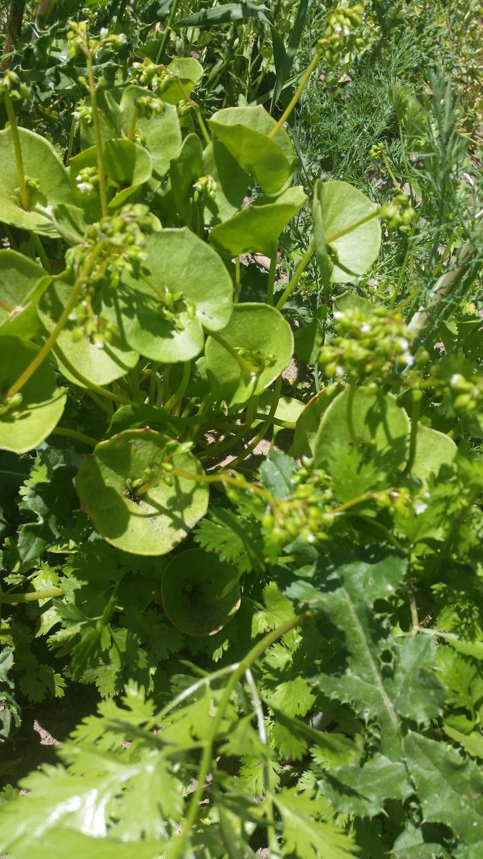 Miners lettuce